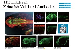 Zebrafish